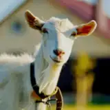 Goat Sounds