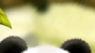Capture d'écran de Panda Chub Live Wallpaper Free 2