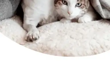 Capture d'écran de Zooplus: Online pet shop 4