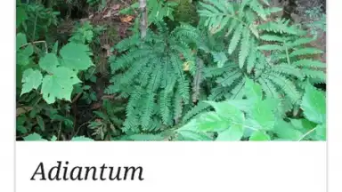 Capture d'écran de Wikipedia 5