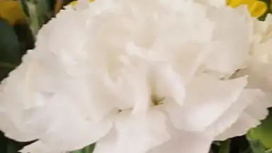Capture d'écran de Open Camera 1