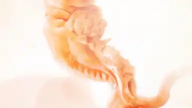 Capture d'écran de Pregnancy + 16