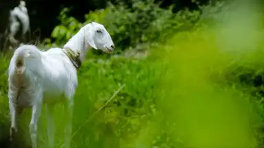 Capture d'écran de Goat Sounds 1