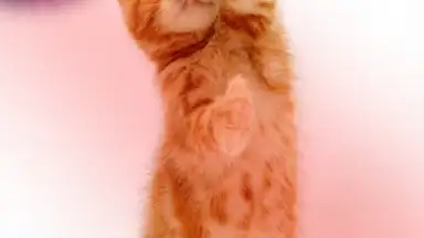 Capture d'écran de Talking, Dancing Cat. 4