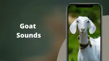 Capture d'écran de Goat Sounds 2