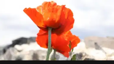 Capture d'écran de PicsArt 29