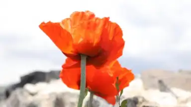 Capture d'écran de PicsArt 25