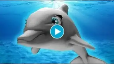 Capture d'écran de My Dolphin Show 1