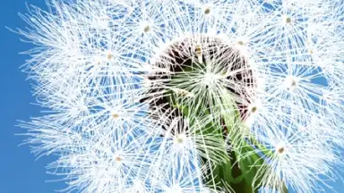 Capture d'écran de Dandelion 1