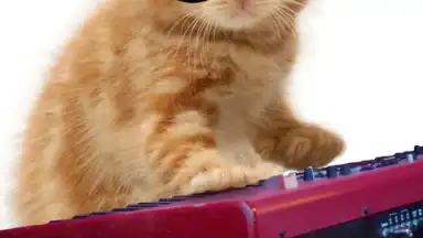 Capture d'écran de Talking, Dancing Cat. 7