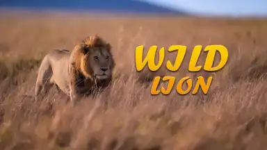 Capture d'écran de Lion Simulator Animal Games 3d 1