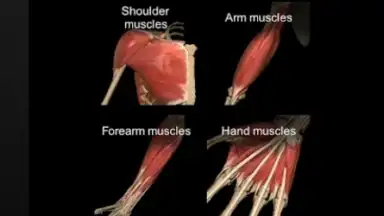 Capture d'écran de 3D Anatomy Learning 1