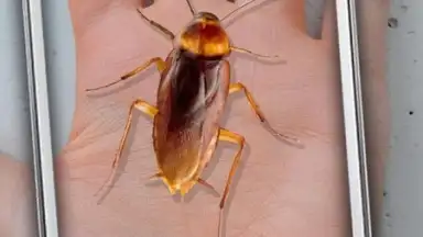 Capture d'écran de Cockroach Hand Funny Joke 1