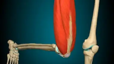 Capture d'écran de 3D Anatomy Learning 5