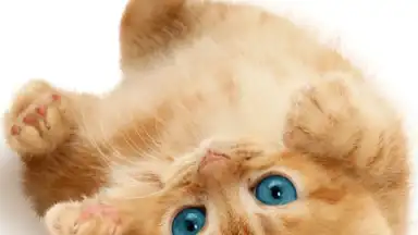 Capture d'écran de Talking, Dancing Cat. 6