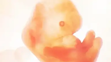 Capture d'écran de Pregnancy + 8