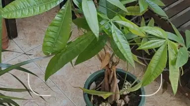 Capture d'écran de Google Lens 1