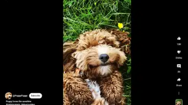 Capture d'écran de YouTube (Android Auto) 1