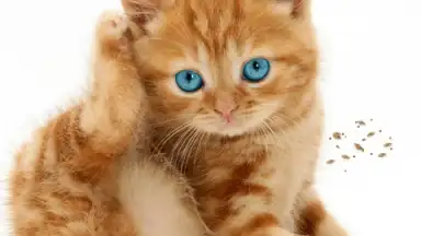 Capture d'écran de Talking, Dancing Cat. 2
