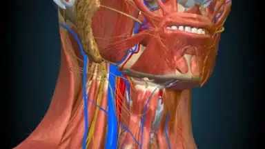 Capture d'écran de 3D Anatomy Learning 6