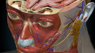 Capture d'écran de 3D Anatomy Learning 8
