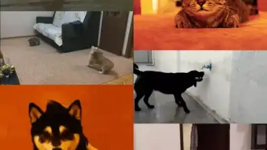 Capture d'écran de GfyCat 7