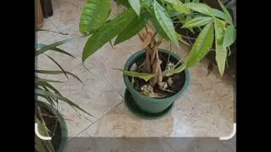 Capture d'écran de Google Lens 2