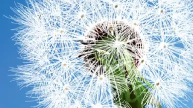 Capture d'écran de Dandelion 2