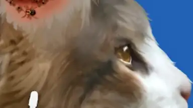 Capture d'écran de Cat ASMR: Salon Makeover 6