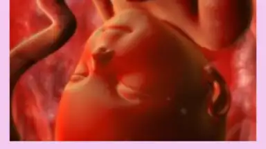 Capture d'écran de Pregnancy Weekly 5