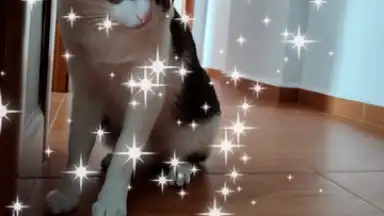 Capture d'écran de PicsArt 21