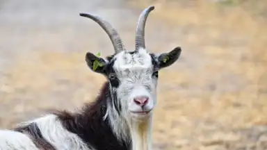 Capture d'écran de Goat Sounds 4