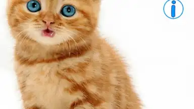 Capture d'écran de Talking, Dancing Cat. 8
