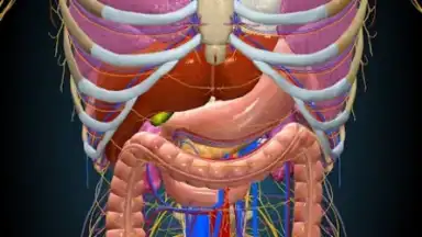Capture d'écran de 3D Anatomy Learning 4