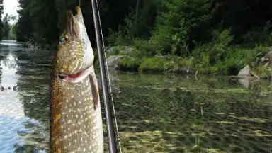 Capture d'écran de i Fishing Lite 3