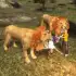 Lion 3D Attack APK